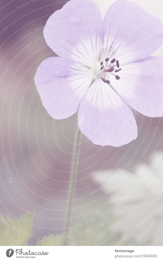 zartlila Natur Pflanze Blüte Wiese Feld ästhetisch schön violett hell Blume Blumenwiese weiß Hochformat offen direkt Frühling Frühlingsgefühle frühjahrsbote