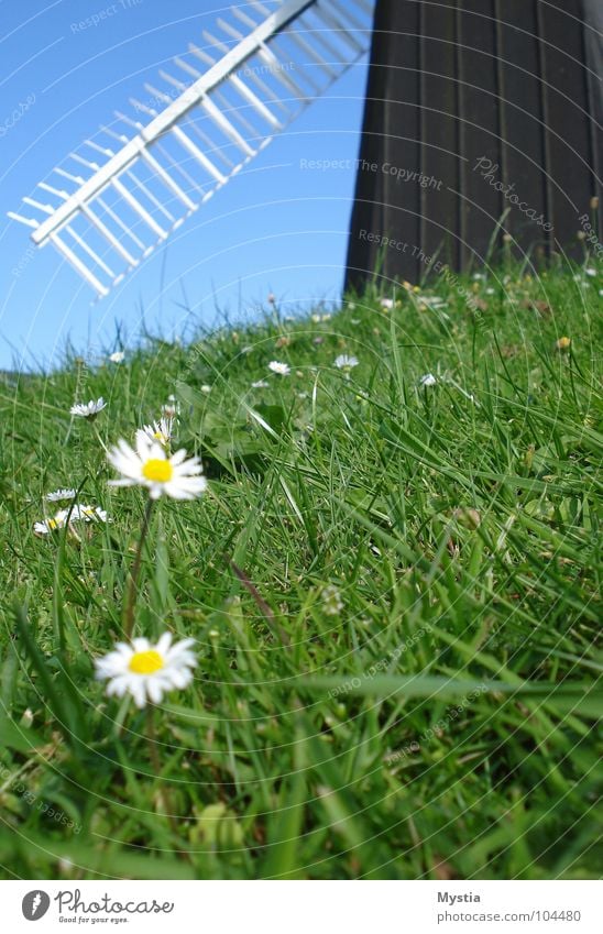 der Wind, der Wind Wiese Windmühle grün Blume weiß Hügel Gras Gebäude historisch Himmel Flügel Natur