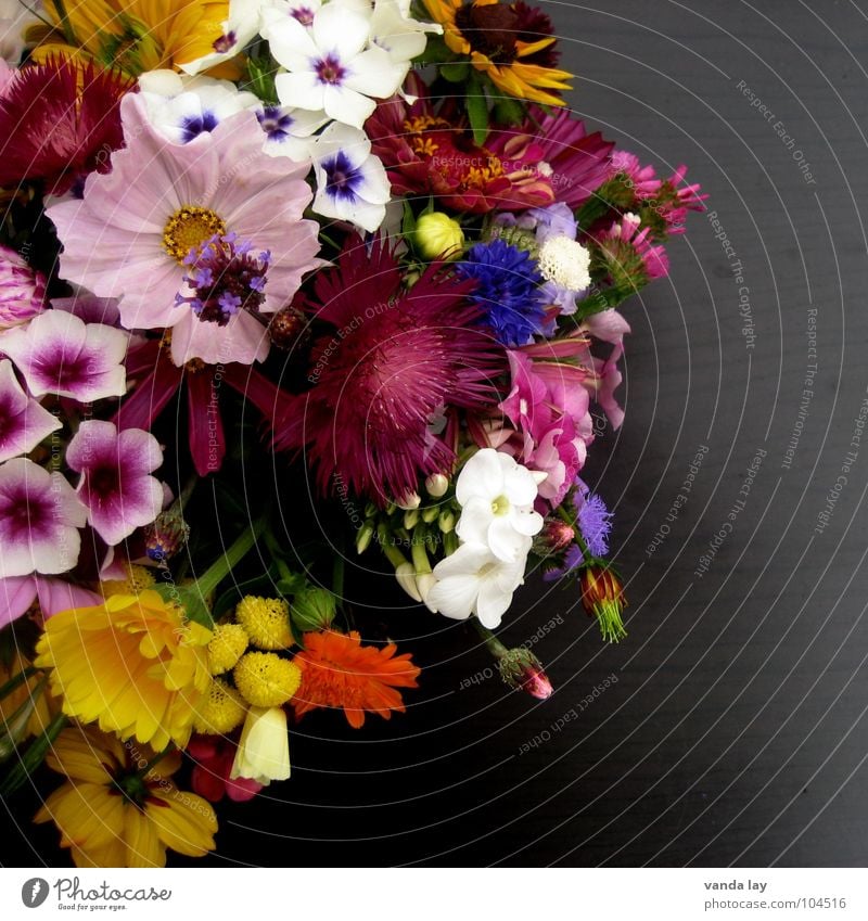 Blümchen mehrfarbig Außenaufnahme Detailaufnahme Textfreiraum rechts Hintergrund neutral Schwache Tiefenschärfe Freude Tisch Muttertag Geburtstag Frühling Blume