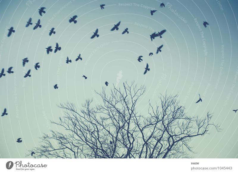 Irgendwas ist immer Umwelt Natur Tier Luft Himmel Wolkenloser Himmel Baum Wildtier Vogel Schwarm Bewegung fliegen fantastisch wild blau Stimmung Traurigkeit