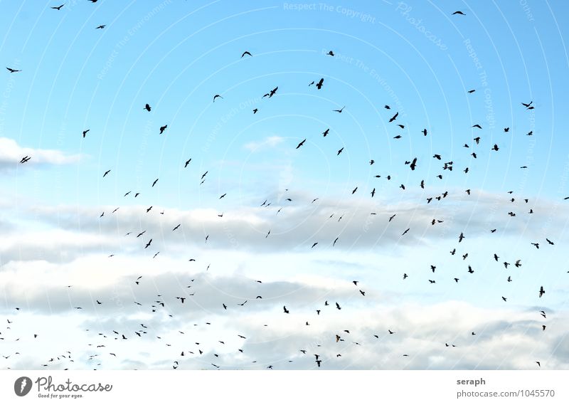 Rabenschwarm Rabenvögel Krähe Amsel Kupplung Schwarm Vogel bunch flock Menschengruppe fliegen Tier Himmel Luft Flügel Feder Natur wild Ornithologie Etage
