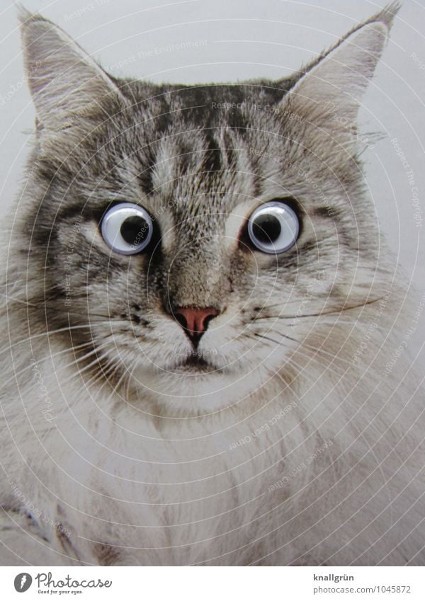 Große Augen machen Tier Haustier Katze 1 beobachten Blick einzigartig grau weiß Gefühle Überraschung Kommunizieren erstaunt Starrer Blick Farbfoto