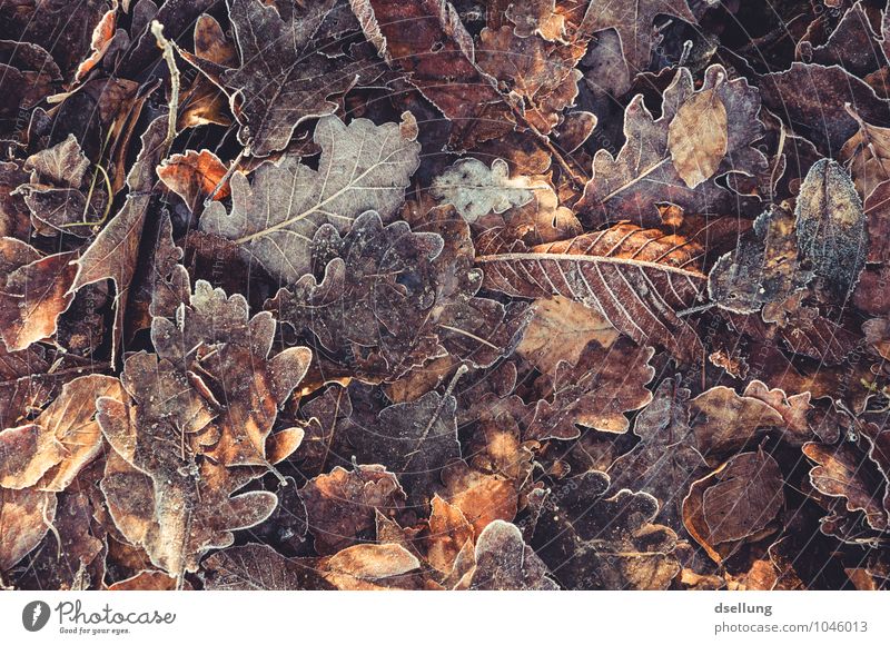 Herbstlaub mit Zuckerrand Natur Pflanze Winter Eis Frost Blatt Eiche Eichenblatt einzigartig kalt natürlich trocken wild braun orange weiß Senior Zufriedenheit