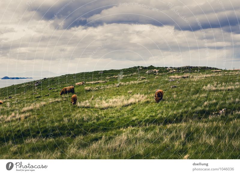 die seele baumeln lassen. Natur Landschaft Himmel Wolken Sommer Schönes Wetter Wiese Feld Nutztier Schottisches Hochlandrind 3 Tier Tiergruppe Herde Erholung