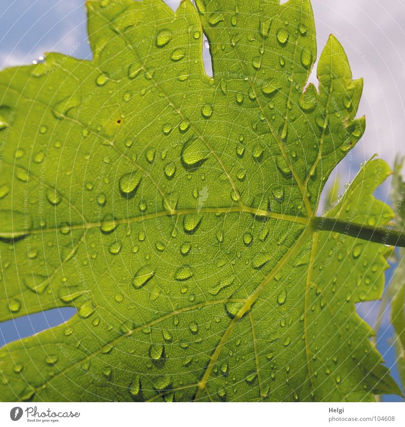Nahaufnahme eines grünen Weinblattes mit Regentropfen nass Blatt Stengel Gefäße Blattgrün Wolken weiß Sommer Wachstum Pflanze Makroaufnahme Garten Park