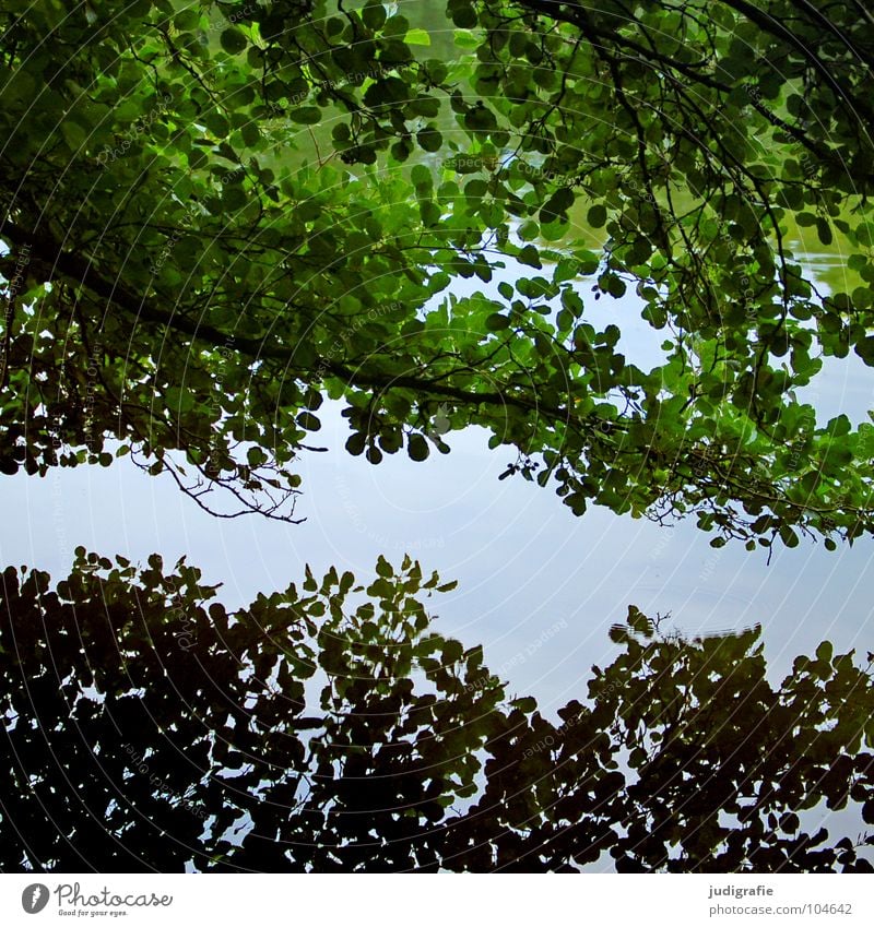 Gegensätzlich einheitlich Baum Reflexion & Spiegelung Blatt Teich See Wasseroberfläche 2 grün grau Umwelt Pflanze Ast Doppelbelichtung Natur