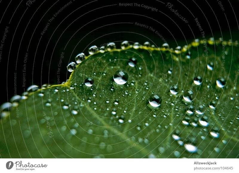Lotoseffekt Wasser Flüssigkeit nass liquide Blatt Pflanze Wassertropfen hydrophob feucht Blattadern Gefäße Äderchen frisch Makroaufnahme Nahaufnahme schön