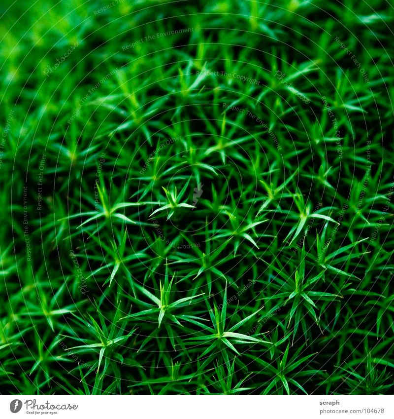 Moossterne Pflanze grün Hintergrundbild Laubmoos Bodendecker Sporen Symbiose Natur sporophyt mikro Flechten Makroaufnahme Botanik Wachstum Strukturen & Formen