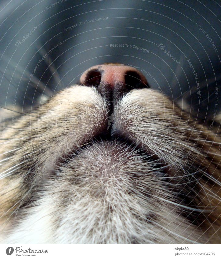 Marzipannäschen Katze Schnauze Schnurrhaar Fell liegen Tier Haustier Säugetier Detailaufnahme Katzenkopf kuschelig Geborgenheit Vorderansicht Erschöpfung ruhig