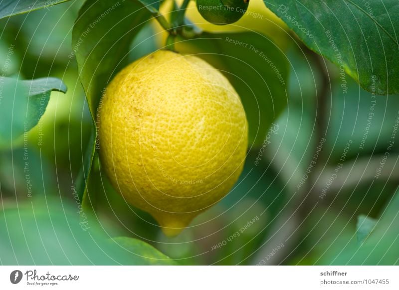 Vitaminhandgranate Lebensmittel Frucht Natur Pflanze Sträucher Grünpflanze Nutzpflanze exotisch sauer gelb grün Zitrone Zitronensaft Zitronenbaum zitronengelb