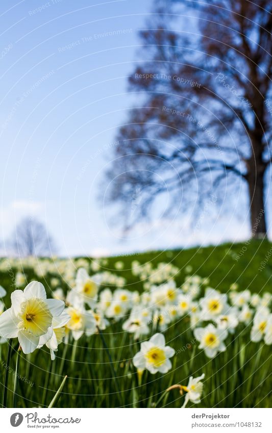 Frühling... Ferien & Urlaub & Reisen Tourismus Ausflug Sightseeing Städtereise Umwelt Natur Landschaft Pflanze Urelemente Schönes Wetter Blume Garten Wiese