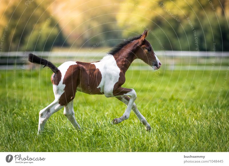 Glückliches Fohlen Freizeit & Hobby Reiten Sport Tier Gras Wiese Nutztier Pferd 1 Geschwindigkeit braun grün weiß Jung Weide Sonnenschein Stalltier Zaun