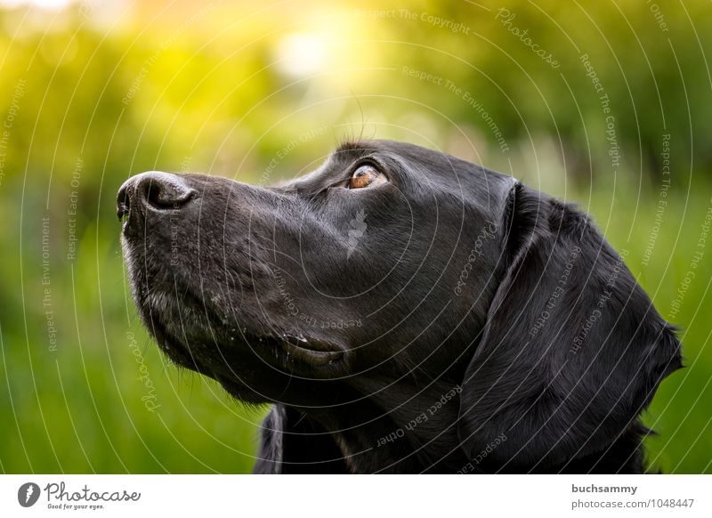 Treu Hundeaugen Tier Haustier Tiergesicht 1 braun gelb grün schwarz Treue Augen Haushund Kopf Labrador Rassehund Sonnenschein Farbfoto Außenaufnahme