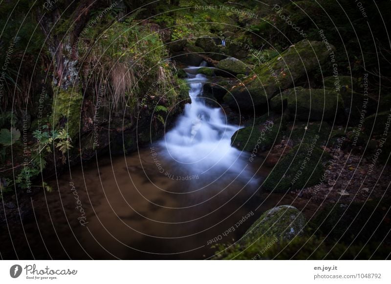 verwunschen Abenteuer Umwelt Natur Landschaft Pflanze Wasser Sommer Sträucher Moos Farn Wald Urwald Felsen Wasserfall Gertelbacher Wasserfälle Gertelbachfälle