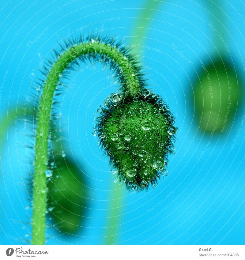 KLATSCHnassMOHN Blume Blüte grün harmonisch Klatschmohn Mohn Mohnkapsel Pflanze türkis stachelig 3 Tiefenschärfe Wassertropfen hydrophob rund blau-grün