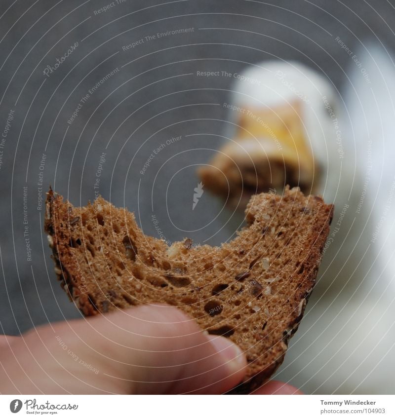 Raubtierfütterung II Gans füttern Futter Brot Vesper Nahrungssuche Appetit & Hunger Futterplatz Fressen Schnabel Hand betteln Feder weiß watscheln Quaken Tier