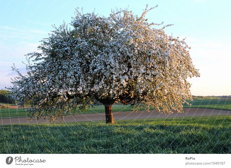 Apfelblüte in Hohenlohe Frucht Ernährung Gesundheit Fitness Erholung Meditation Ferien & Urlaub & Reisen Ausflug Fahrradtour Sommer Umwelt Natur Landschaft