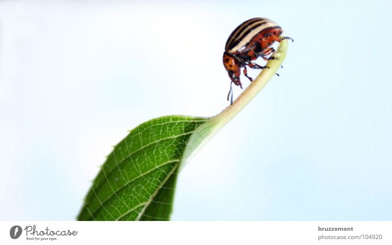 Leptinotarsa decemlineata Kartoffelkäfer Plage Landwirtschaft Insekt Nachtschattengewächse Käfer Colorado Beetle Schädlinge Mimikry