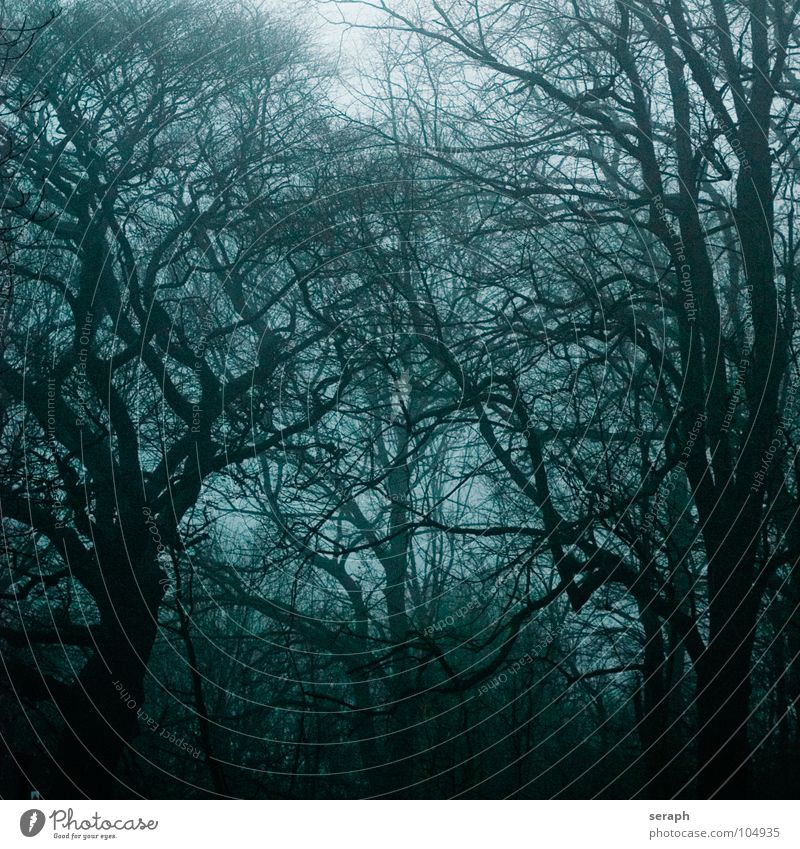 Märchenwald Wald Baum Sturm Nebel Ast spukhaft Stimmung Geister u. Gespenster dunkel Pflanze geheimnisvoll Natur Laubwald trüb Einsamkeit trist bezaubernd