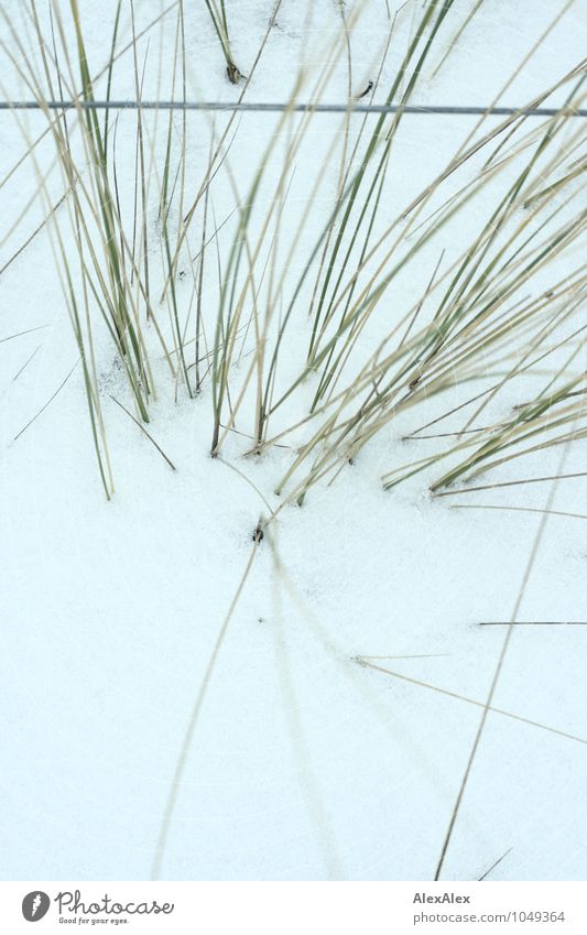 Dünengras im Schnee Ausflug Pflanze Gras Stranddüne Barriere Zaun Metall eingezäunt Wachstum ästhetisch kalt stachelig grün weiß Optimismus Neugier Langeweile