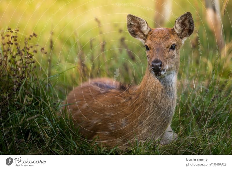 Wapiti Kitz Natur Tier Gras Wiese Wald Wildtier 1 Tierjunges sitzen braun grün Schutz Dammwild Jung Kitze Reh Sonnenschein Wapiti-Hirsche Wildnis Farbfoto