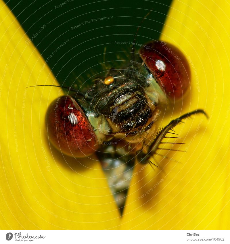 Gestatten: Weidenjungfer 01 Gemeine Binsenjungfer Libelle Insekt Tier gelb Sonnenblume grün frontal Blüte Aussehen Blick Hallo Vorhang Nordwalde Makroaufnahme