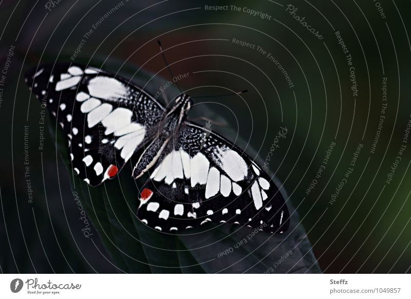 Ritterfalter auf einem dunkelgrünen Blatt Schmetterling Papilio demoleus Chequered Swallowtail Edelfalter Flügel exotischer Falter exotischer Schmetterling