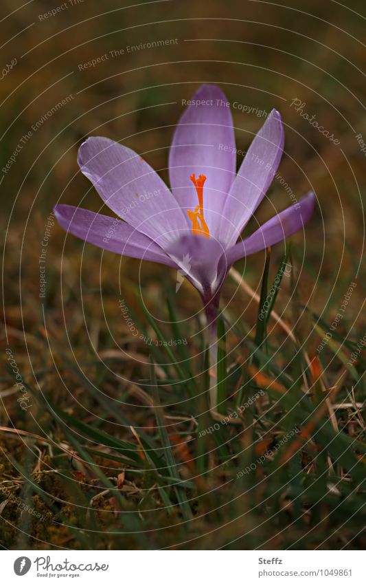 Sehnsucht nach der Sonne Krokus blühender Krokus Frühlingskrokus weit offen heimisch nordisch nordische Natur nordische Wildblume heimische Pflanze