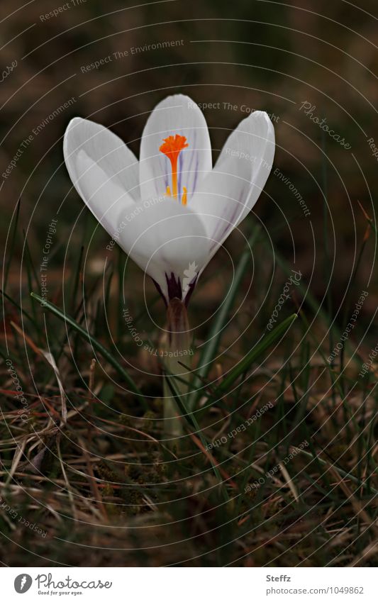 weißer Krokus im März blühender Krokus nordische Natur nordische Wildpflanze nordische Romantik heimisch heimische Wildblume heimische Wildpflanze