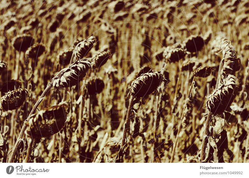 Hängende Köpfe Umwelt Natur Klima Klimawandel Pflanze Gras Sträucher Nutzpflanze Wildpflanze Wüste dehydrieren Appetit & Hunger Durst Verzweiflung Sonnenblume