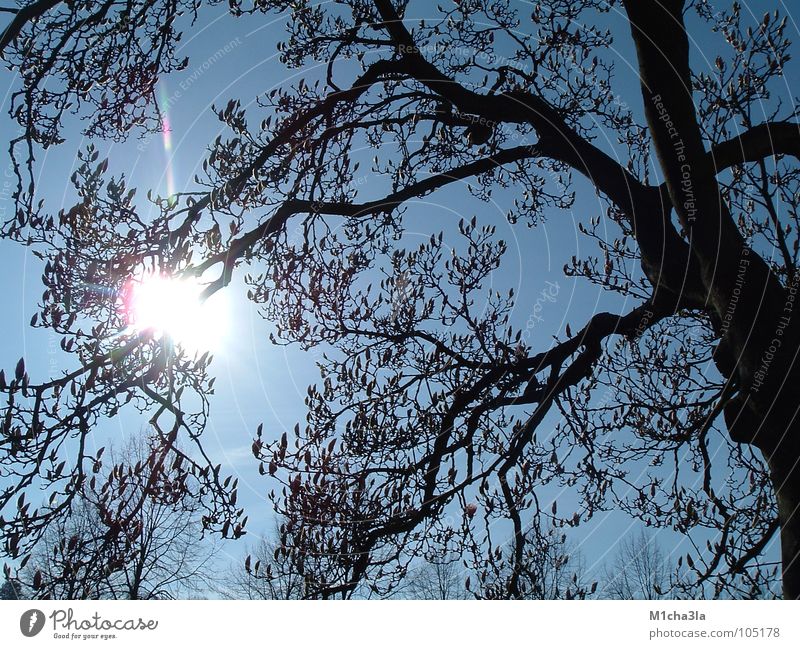 Sonne durch Magnolie Licht Baum Magnoliengewächse Ast Himmel blau