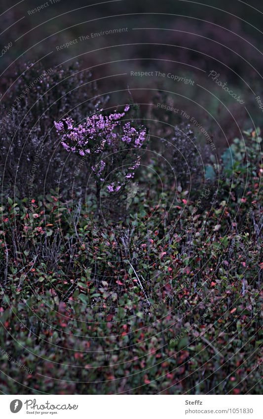 ein Stück Heide Herbstheide heimische Wildpflanzen nordische Natur heimische Natur nordische Romantik nordische Flora nordische Wildpflanzen Blaubeeren