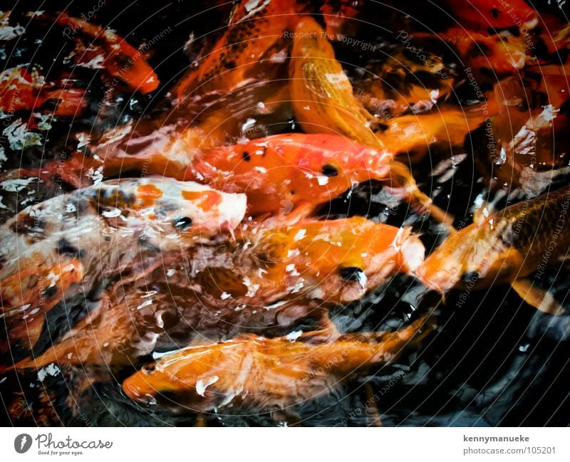 Hunger gelb Fisch fish Appetit & Hunger water goldfish mouth open orange swim