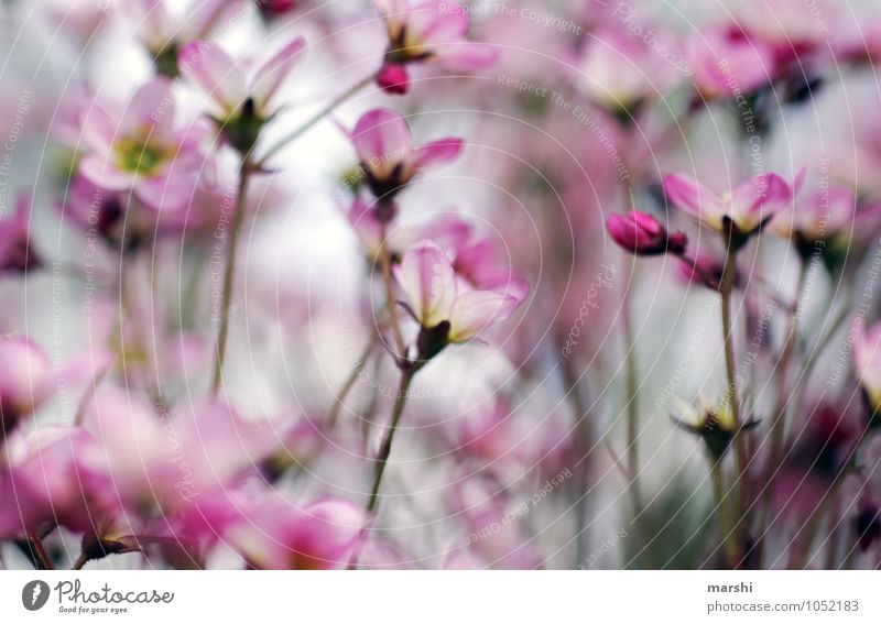 Lust auf Frühling Natur Landschaft Pflanze Sommer Blume Wildpflanze rosa weiß Garten Blühend Blüte Blütenblatt Farbfoto Außenaufnahme Nahaufnahme Detailaufnahme
