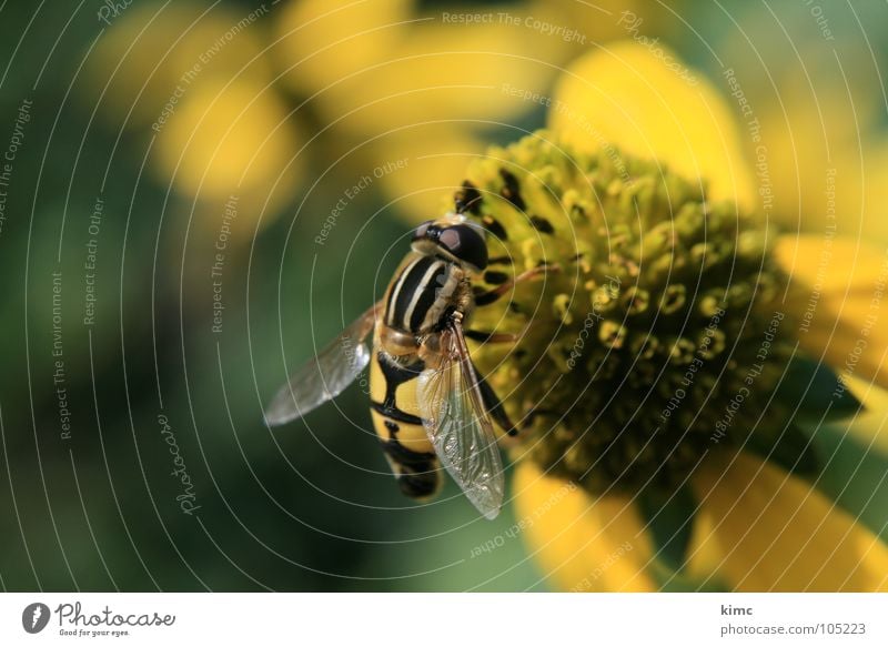 schwebfliege Insekt Tier Blüte bestäuben Fressen saugen Sommer Frühling Biene Wespen gelb Fliege Garten nähren fliegen Flügel