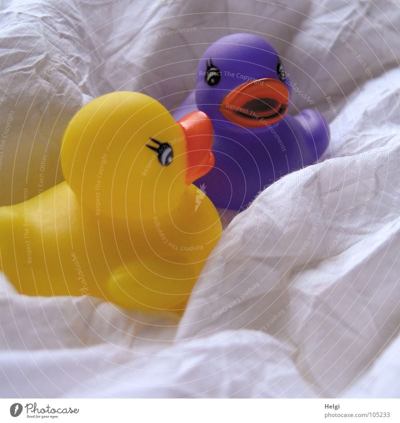 ein gelbes und ein lila Quietscheentchen sitzen im Stoff Badeente Schnabel Wimpern Quaken 2 weich Bett gefaltet violett weiß Spielen Spielzeug Freude Ente