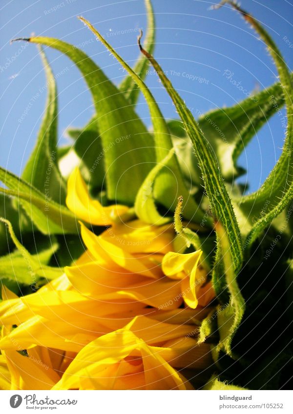 Aufblühen Sonnenblume Knolle Blüte grün Pflanze Biologie Gärtner Sommer Perspektive Ranke gedeihen Wachstum gelb aufgehen Blühend entfalten Sonnenblumenöl