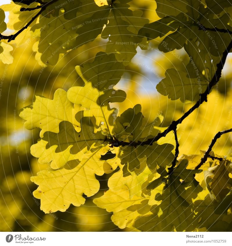 Yellow! Umwelt Natur Pflanze Luft Herbst Klima Wetter Schönes Wetter Baum Blatt Garten Park Wald hell trocken gelb Eiche Eichenblatt Eichenwald Oktober November