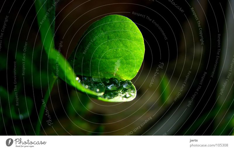 für dich... Regen Klee Kleeblatt frisch grün Makroaufnahme Nahaufnahme Wasser Wassertropfen Seil Garten Sonne jarts