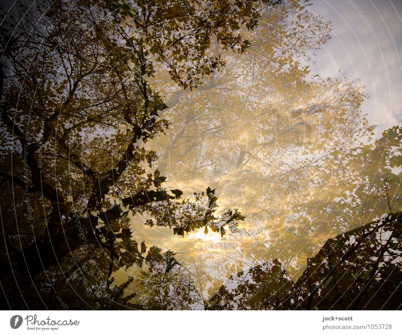 Blattgold Herbst Blätterdach natürlich Geborgenheit Einigkeit Idylle Inspiration Surrealismus Illusion Reaktionen u. Effekte Lichtspiel Doppelbelichtung