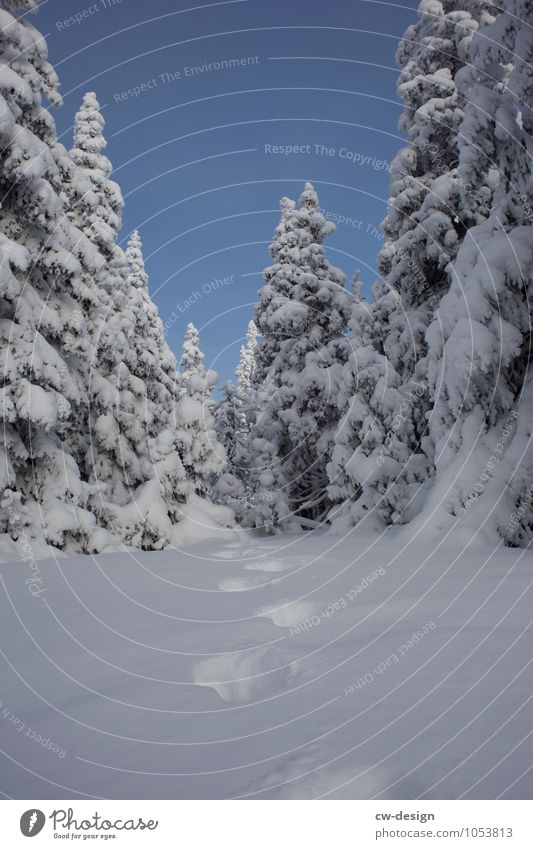 Winterwunderland Natur Landschaft Pflanze Wolkenloser Himmel Klima Wetter Schönes Wetter Eis Frost Schnee Baum Park Wiese Wald Alpen Berge u. Gebirge