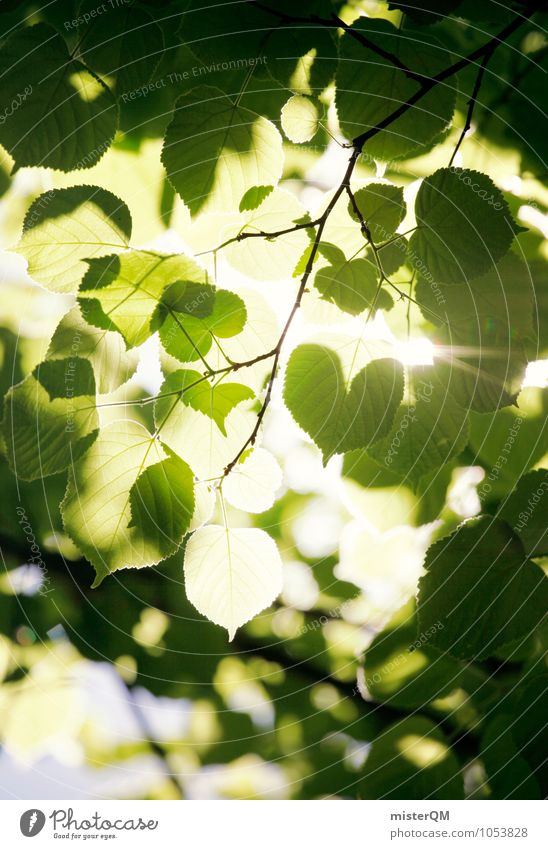 Leaves from Valldemossa. Kunst Umwelt Natur Pflanze Urelemente Klima Klimawandel Schönes Wetter ästhetisch grün Blätterdach Beleuchtung Wald Naturschutzgebiet