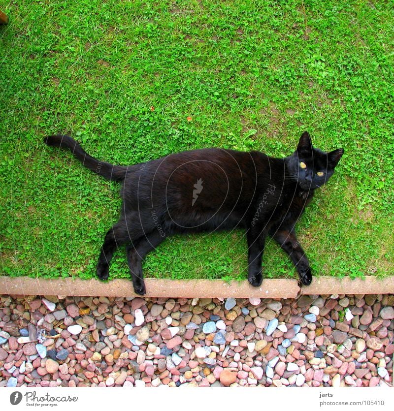 catwalk Katze Wiese schwarz Desaster Tier Säugetier Garten laufen liegen jarts
