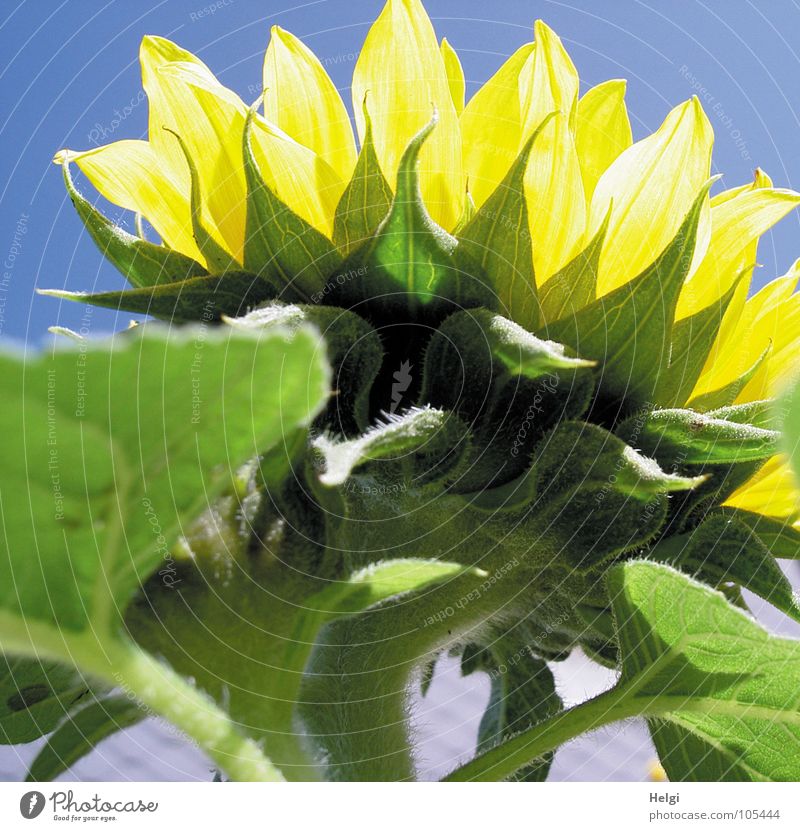 Rückansicht einer Sonnenblume im Sonnenlicht vor blauem Himmel Blume Blüte Blattgrün Gefäße Stengel Oval gelb hellgelb weiß dunkelgrün hellgrün Makroaufnahme