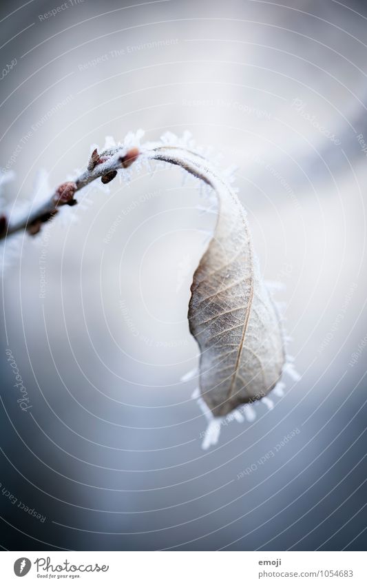 vereist Umwelt Natur Pflanze Winter Eis Frost Schnee Blatt kalt blau weiß Farbfoto Außenaufnahme Makroaufnahme Menschenleer Tag Schwache Tiefenschärfe