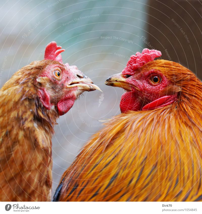 Zudringlich. Landwirtschaft Forstwirtschaft Hühnerstall Tier Haustier Nutztier Vogel Haushuhn Hahn Hahnenkamm Zunge Zungenkuss 2 Tierpaar Brunft Küssen Blick