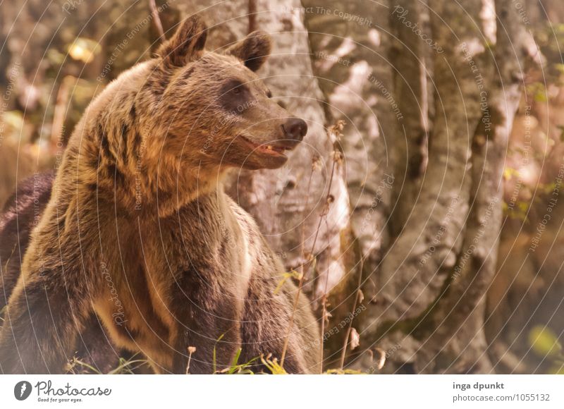 damit ich dich besser....... Umwelt Natur Landschaft Pflanze Tier Wald Siebenbürgen Rumänien Europa Wildtier Tiergesicht Bär Braunbär Landraubtier Säugetier 1
