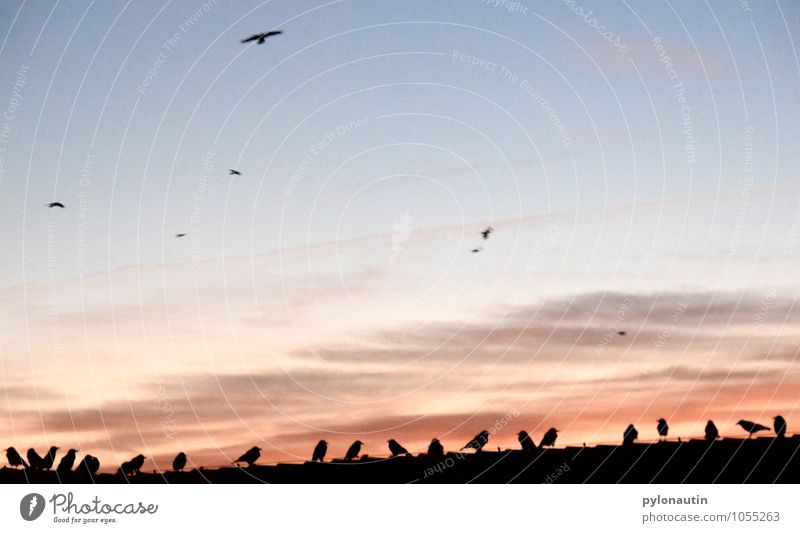 Hausbesetzung 1 Himmel Wolken Sonnenaufgang Sonnenuntergang Dach Tier Vogel Schwarm fliegen blau orange schwarz Krähe Farbfoto Außenaufnahme Textfreiraum oben