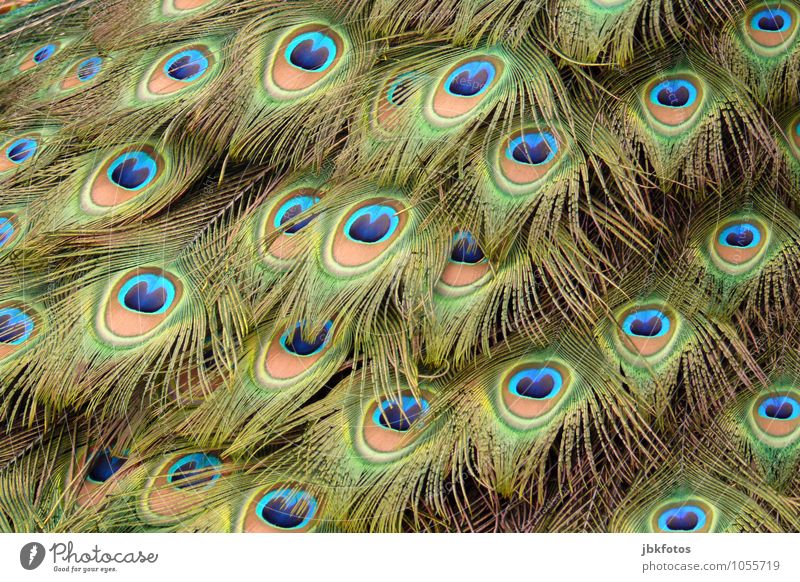 Federschmuck Umwelt Tier Haustier Nutztier Vogel Flügel Pfau Pfauenfeder Metallfeder 1 außergewöhnlich elegant exotisch glänzend Glück schön einzigartig Kitsch