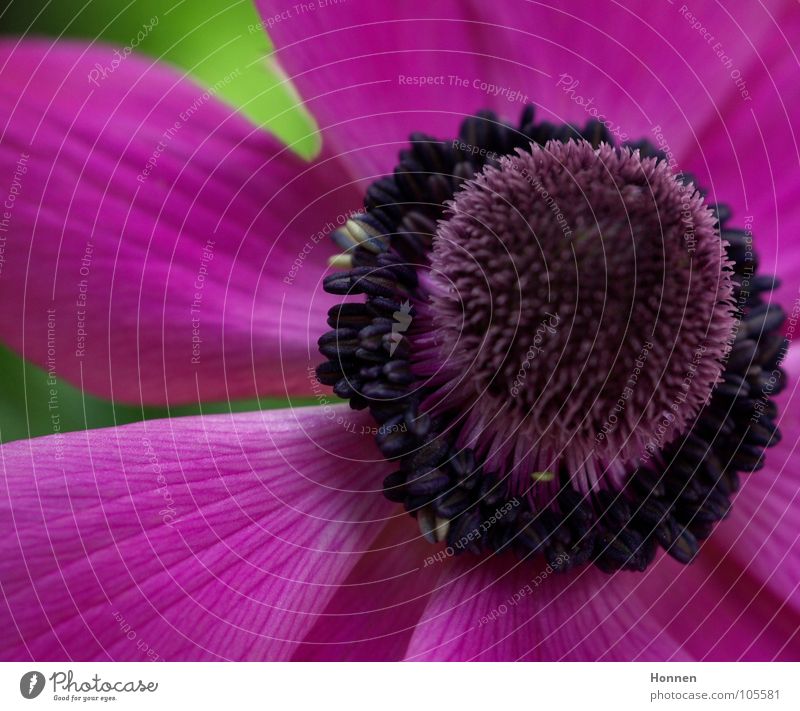 Power Flower Blüte violett rosa Pflanze Blume Anemonen Hahnenfußgewächse Zierpflanze Sommer mehrfarbig Gift Garten Park Stempel Natur Blühend Kugel Pfeilgift